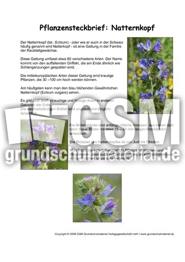 Pflanzensteckbrief-Natternkopf.pdf